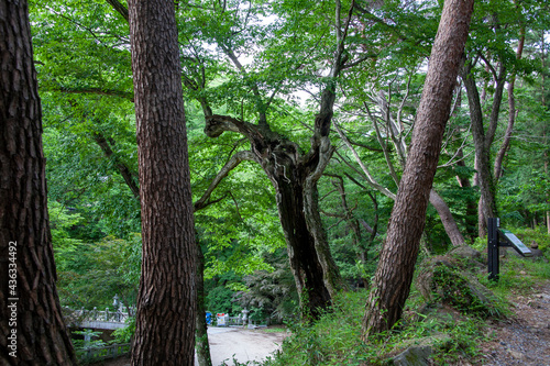  Beautiful pine forest road in Korea