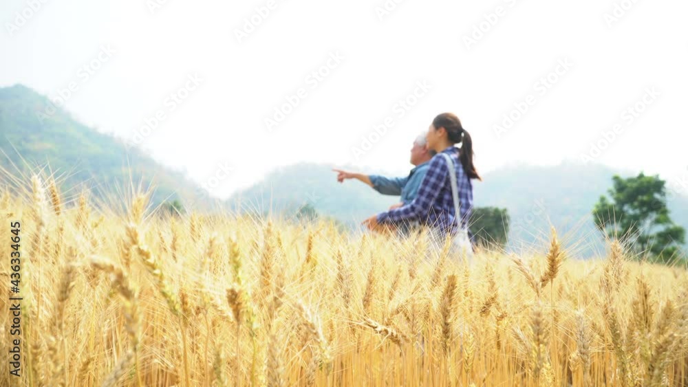 happy Farmers Family Agriculture while working in barley rice in the field.Family business concept happy Farmers Family Agriculture while working in barley rice in the field.Family business concept