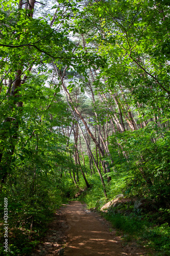  Beautiful pine forest road in Korea