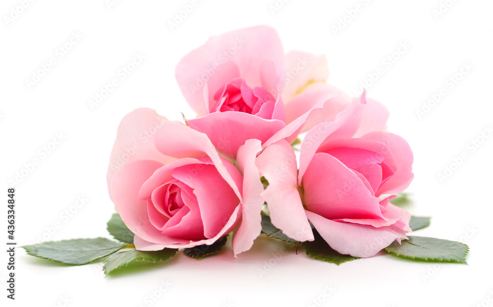 Beautiful pink roses. Beautiful pink roses.