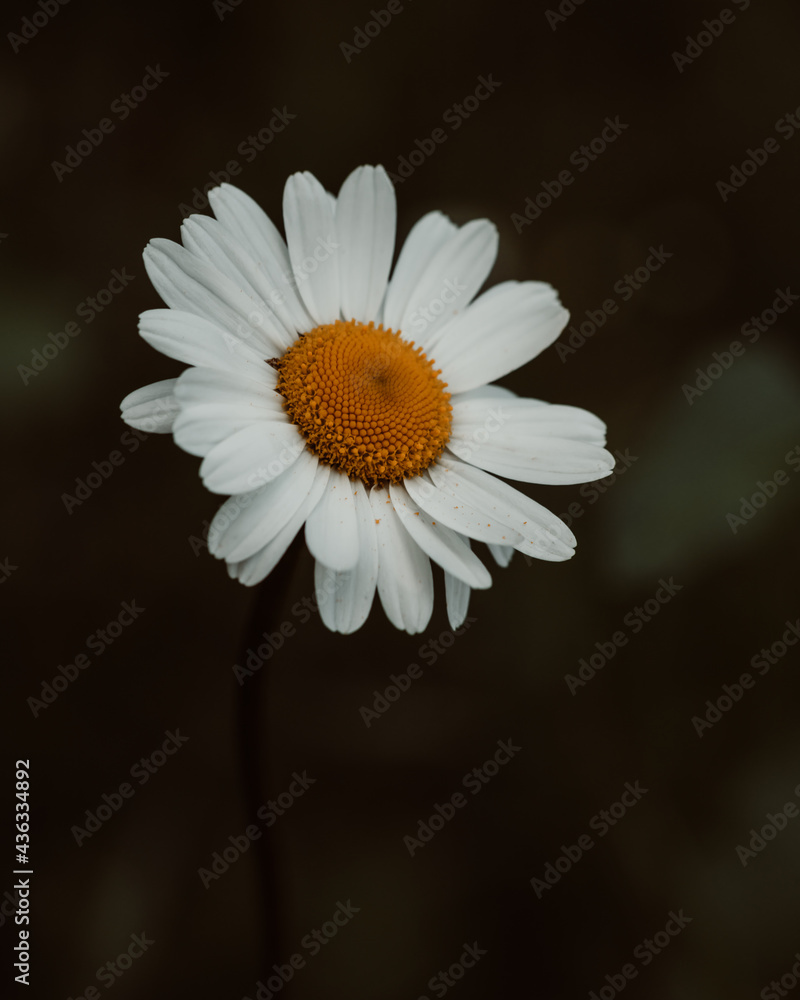 Obraz premium closeup 