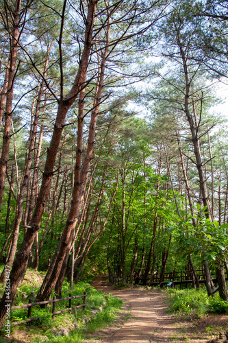  Beautiful pine forest road in Korea