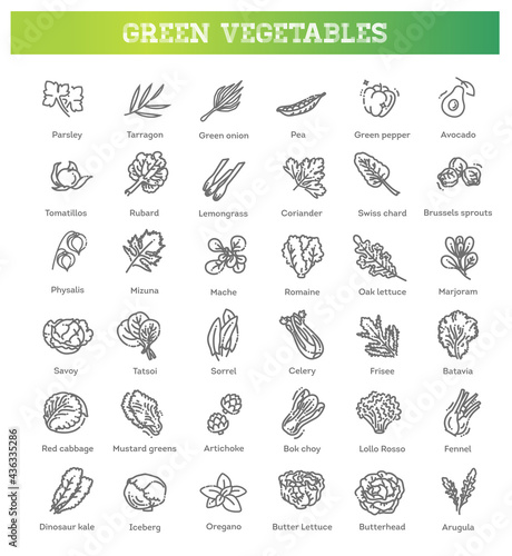 Green salad leaves. Vector vegetarian healthy food leaf set