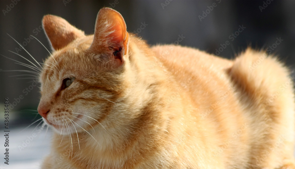 gato gato