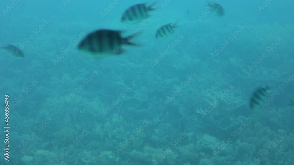 Shoal group of tiny small tropical fish under water in aquarium. Sea ocean marine wildlife animals swimming in blue water. Underwater life. Water nature fauna background wallpaper. Shoal group of tiny small tropical fish under water in aquarium. Sea ocean marine wildlife animals swimming in blue water. Underwater life. Water nature fauna background wallpaper.