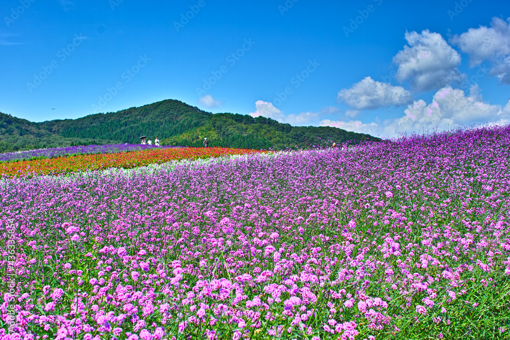 花園と青空
