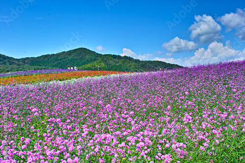 花園と青空 