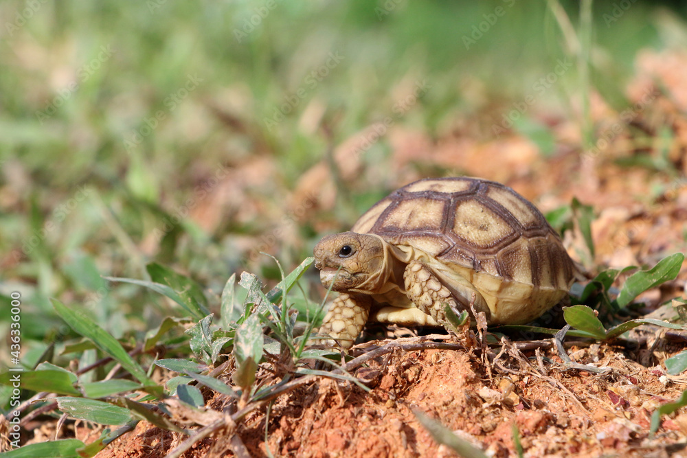 African Sulcata Tortoise Natural Habitat,Close up African spurred tortoise resting in the garden, Slow life ,Africa spurred tortoise sunbathe on ground with his protective shell ,Beautiful Tortoise
African Sulcata Tortoise Natural Habitat,Close up African spurred tortoise resting in the garden, Slow life ,Africa spurred tortoise sunbathe on ground with his protective shell ,Beautiful Tortoise