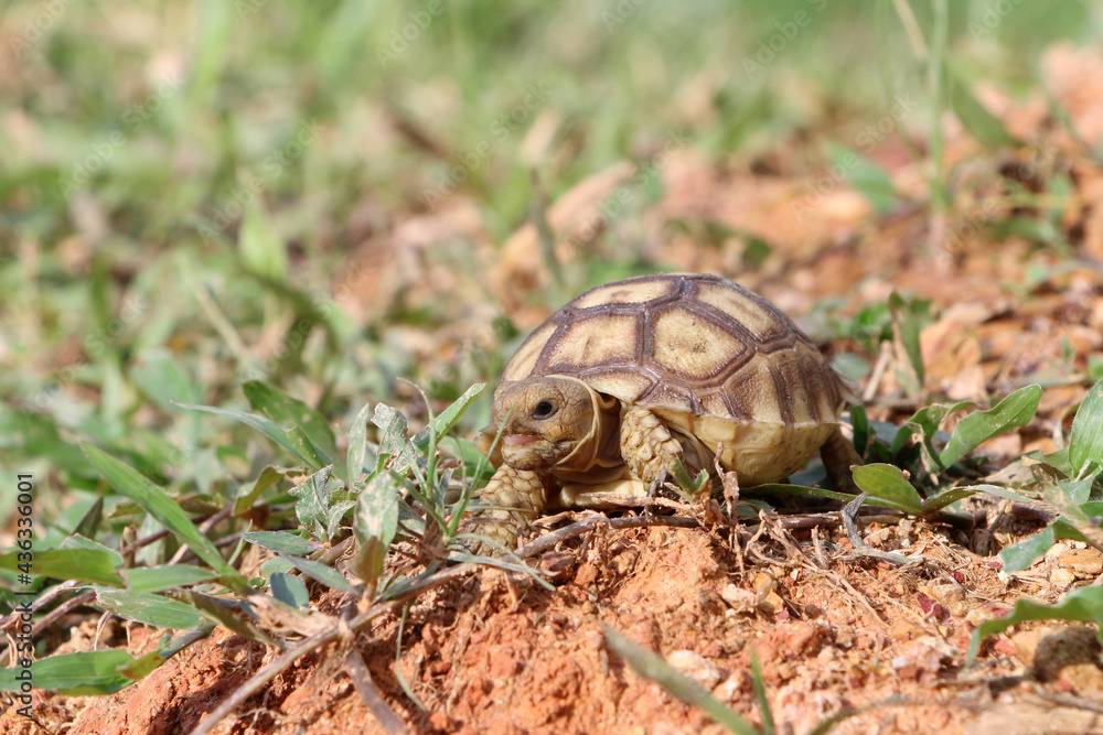 Obraz premium African Sulcata Tortoise Natural Habitat,Close up African spurred tortoise resting in the garden, Slow life ,Africa spurred tortoise sunbathe on ground with his protective shell ,Beautiful Tortoise 