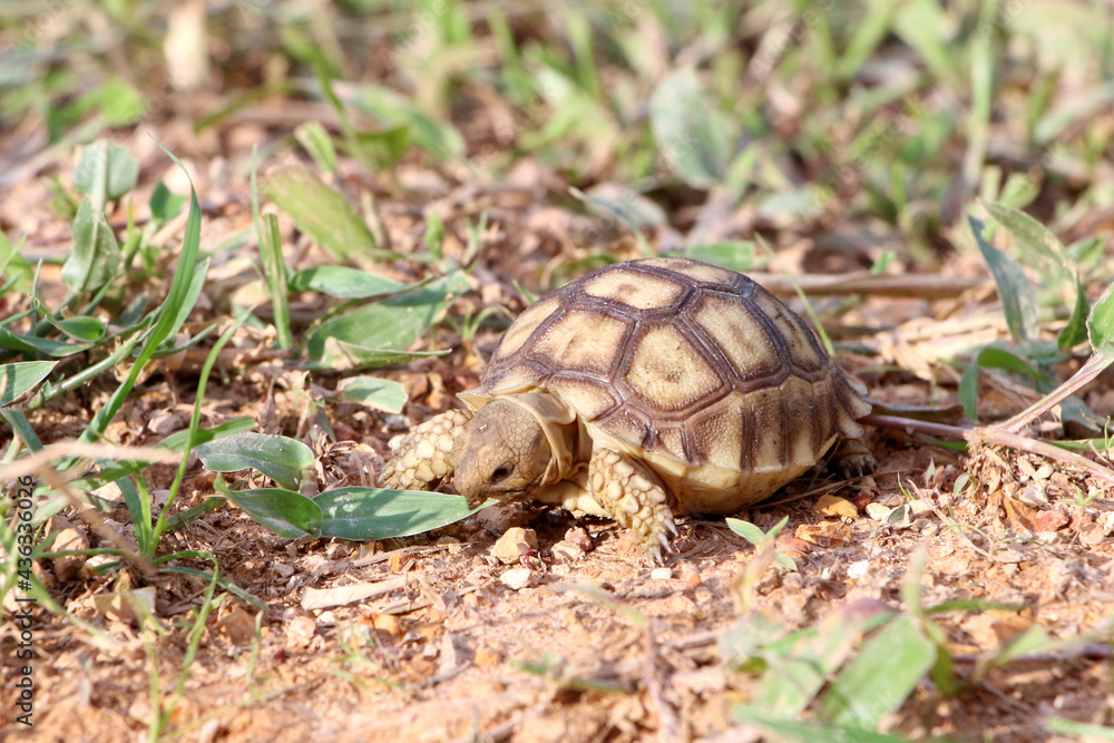 African Sulcata Tortoise Natural Habitat,Close up African spurred tortoise resting in the garden, Slow life ,Africa spurred tortoise sunbathe on ground with his protective shell ,Beautiful Tortoise
African Sulcata Tortoise Natural Habitat,Close up African spurred tortoise resting in the garden, Slow life ,Africa spurred tortoise sunbathe on ground with his protective shell ,Beautiful Tortoise