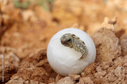 Africa spurred tortoise being born  Tortoise Hatching from Egg  Cute portrait of baby tortoise hatching  Birth of new life Natural Habitat