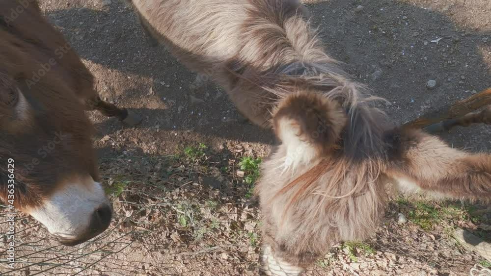 Curious and funny furry donkeys look close to fence. High-angle Curious and funny furry donkeys look close to fence. High-angle