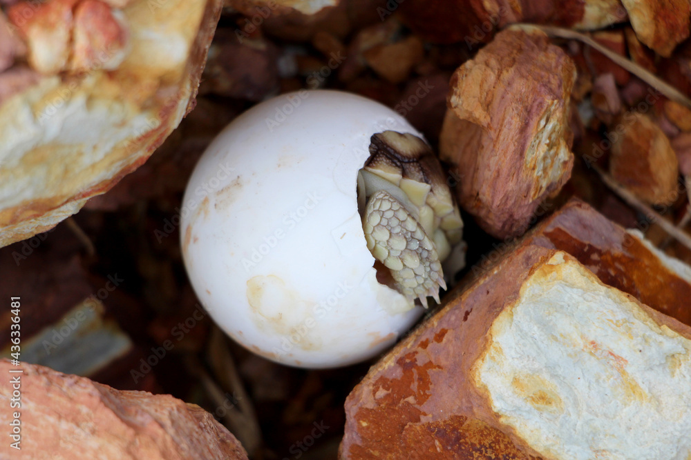 Africa spurred tortoise being born, Tortoise Hatching from Egg, Cute portrait of baby tortoise hatching, Birth of new life,Natural Habitat Africa spurred tortoise being born, Tortoise Hatching from Egg, Cute portrait of baby tortoise hatching, Birth of new life,Natural Habitat