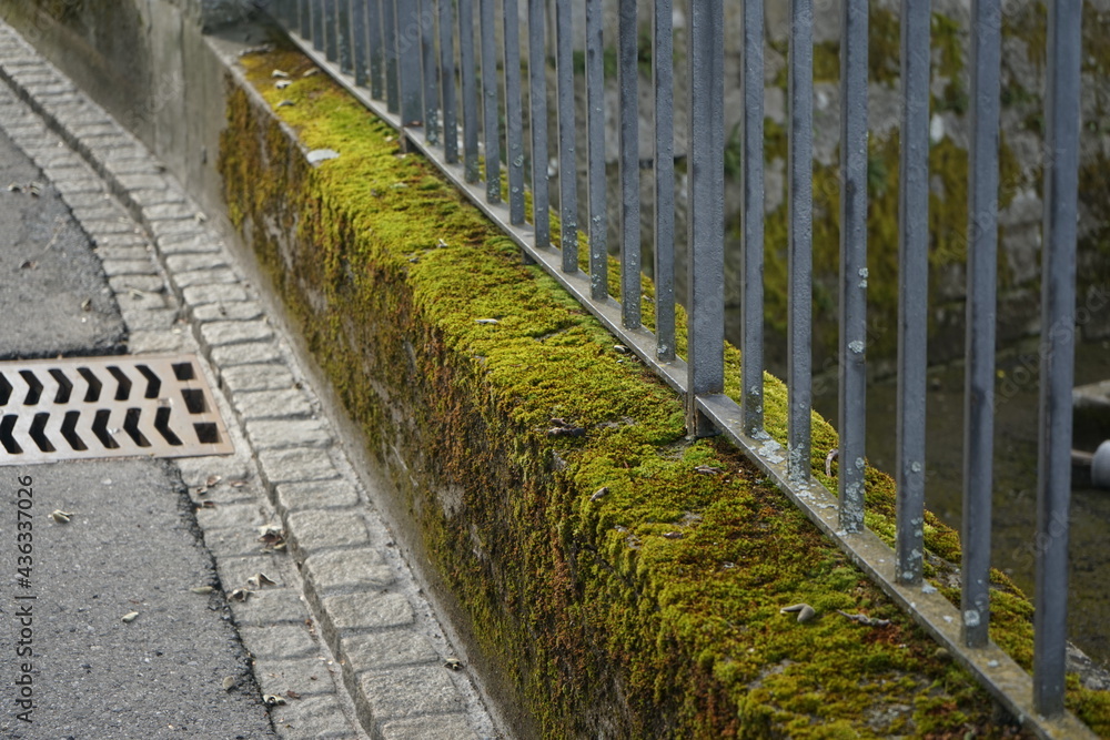 wall with moss and fence