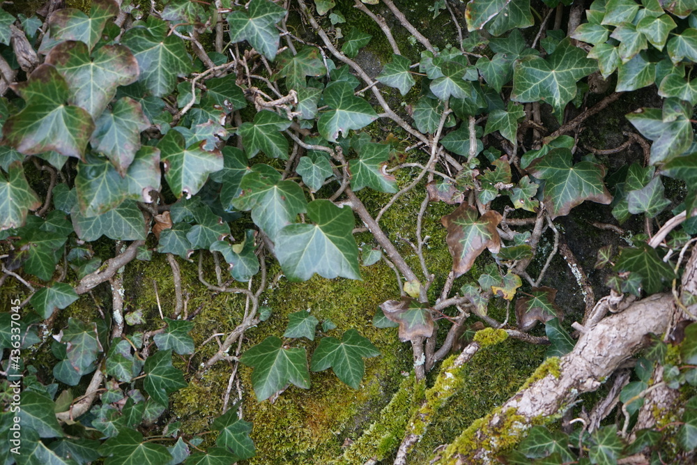 vines and plants on a mossy wall vines and plants on a mossy wall