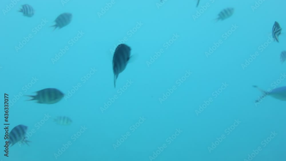 Shoal group of tiny small tropical fish under water in aquarium. Sea ocean marine wildlife animals swimming in blue water. Underwater life. Water nature fauna background wallpaper. Shoal group of tiny small tropical fish under water in aquarium. Sea ocean marine wildlife animals swimming in blue water. Underwater life. Water nature fauna background wallpaper.