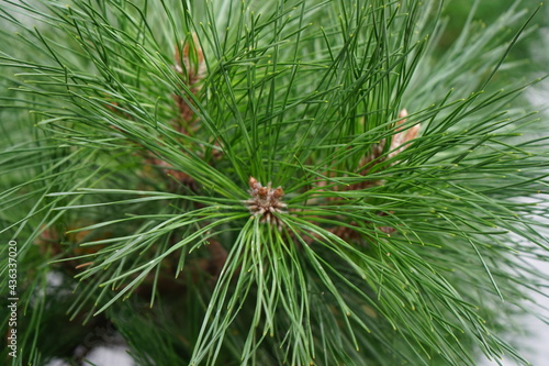 close up of coniferious tree
