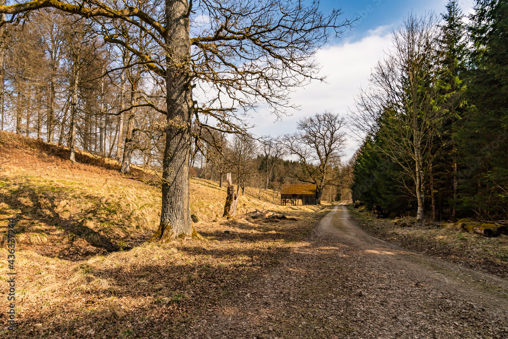 Obraz premium Spring hike through the Josefslust wildlife park near Sigmaringen