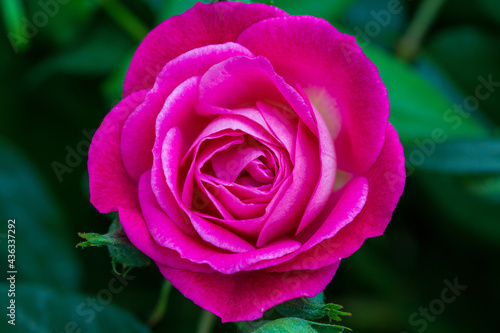 pink rose