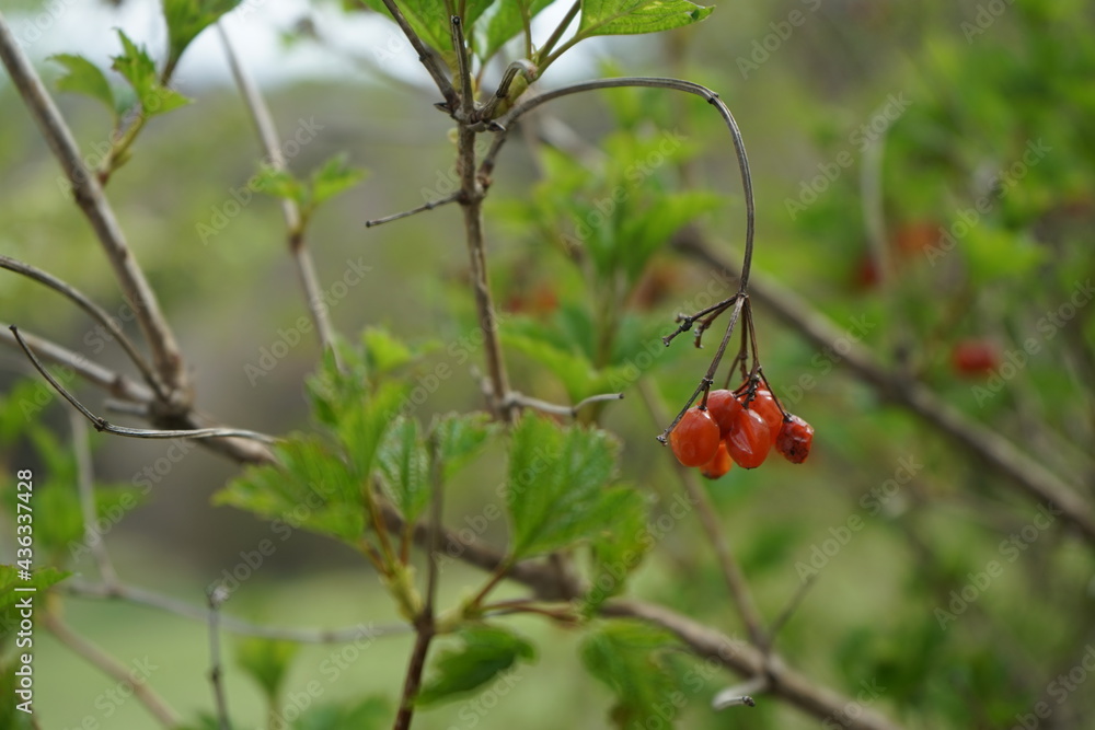 Berries on the tree