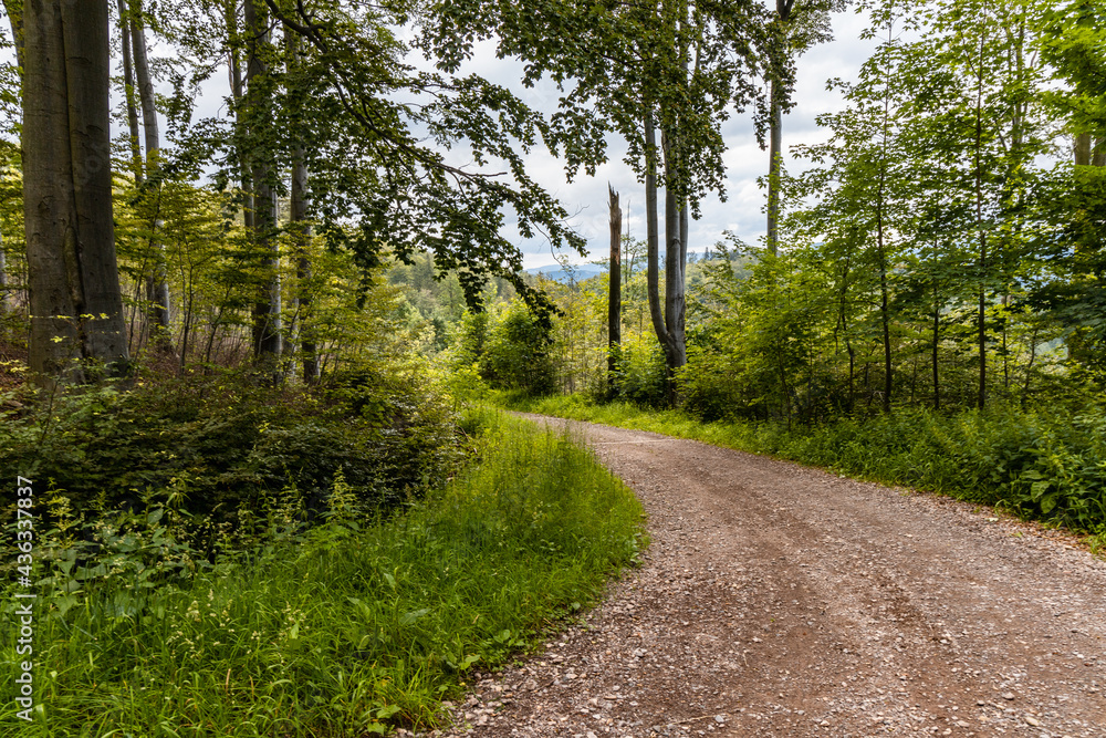 Long mountain trail in forest in Walbrzych Mountains at cloudy day Long mountain trail in forest in Walbrzych Mountains at cloudy day