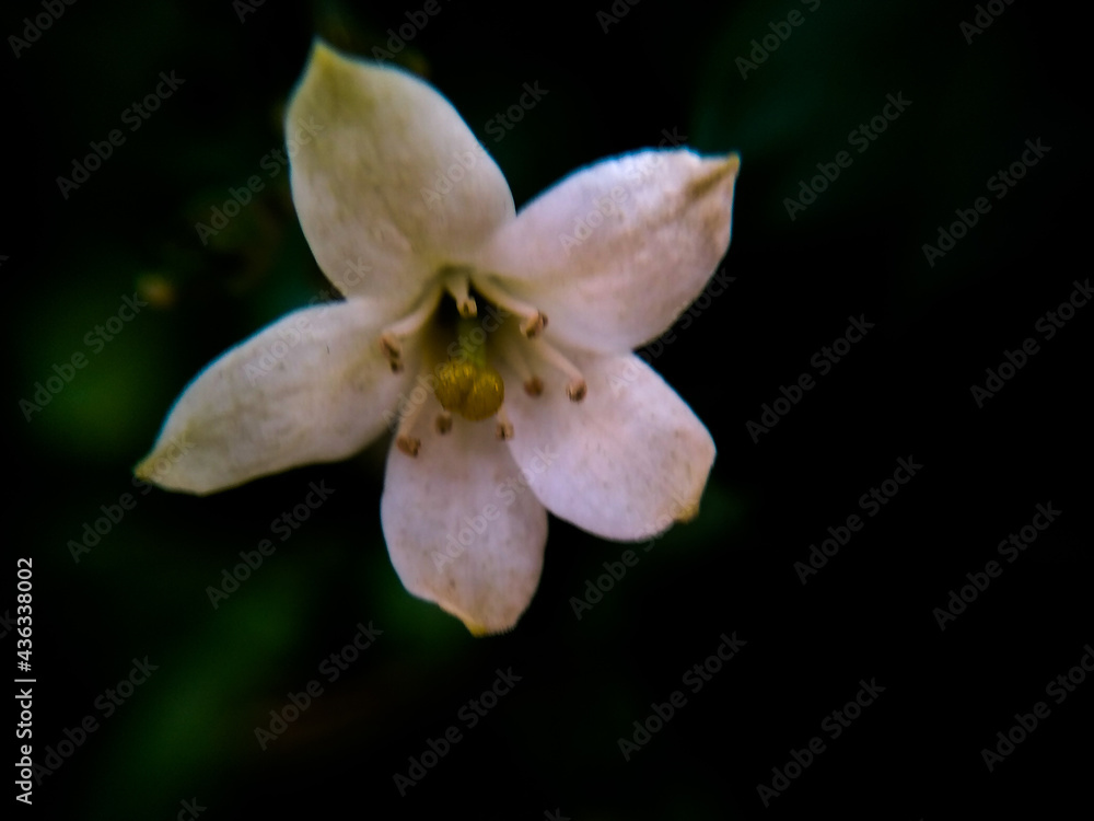 white orchid flower white orchid flower