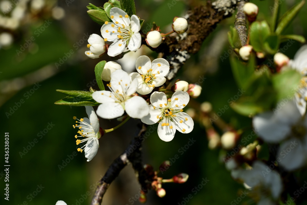 White flowers of the cherry blossoms on a spring day in the garden White flowers of the cherry blossoms on a spring day in the garden