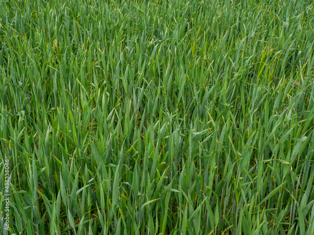 green wheat field, spring wheat field green wheat field, spring wheat field