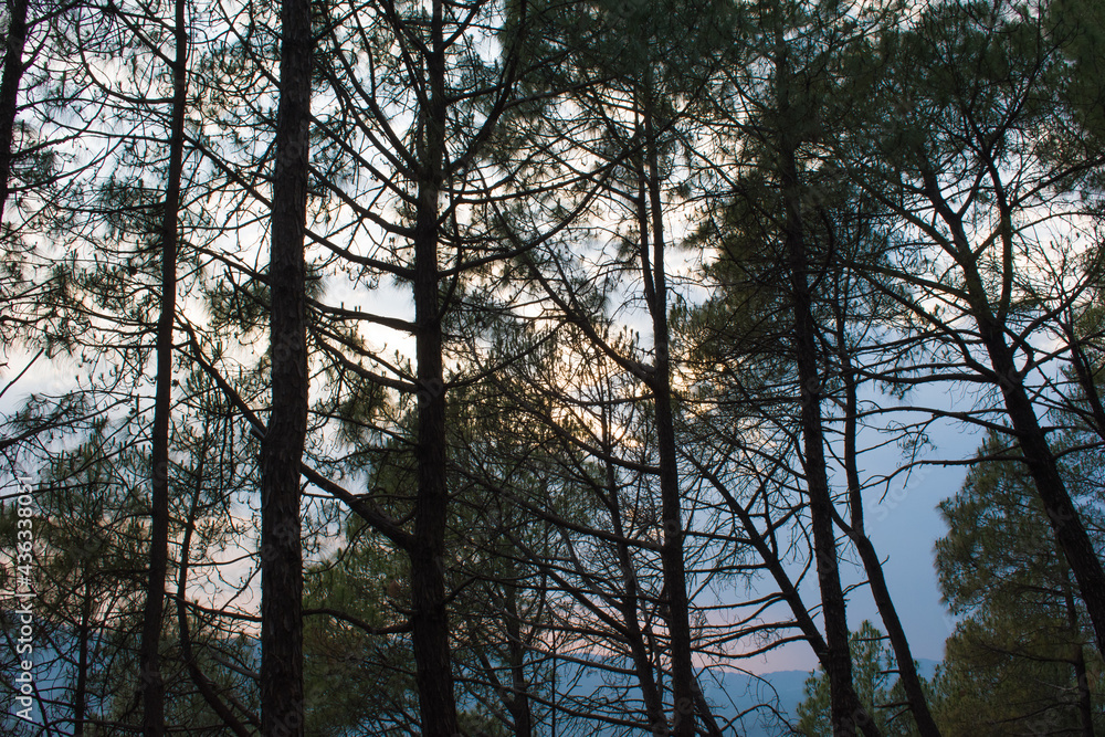 Evening time picture of pine trees and colorful sky in background