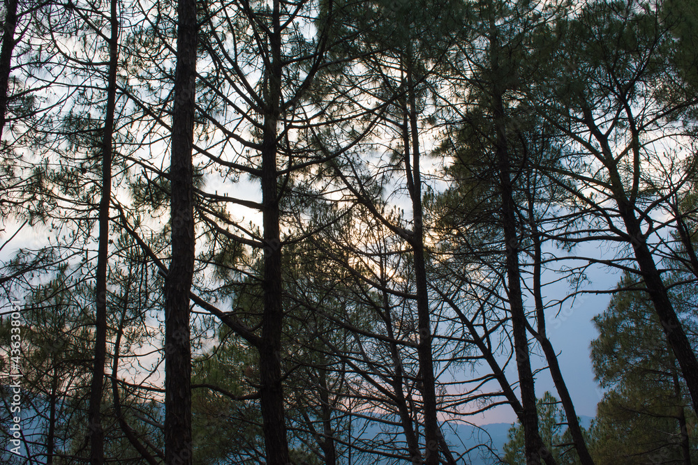 Evening time picture of pine trees and colorful sky in background Evening time picture of pine trees and colorful sky in background
