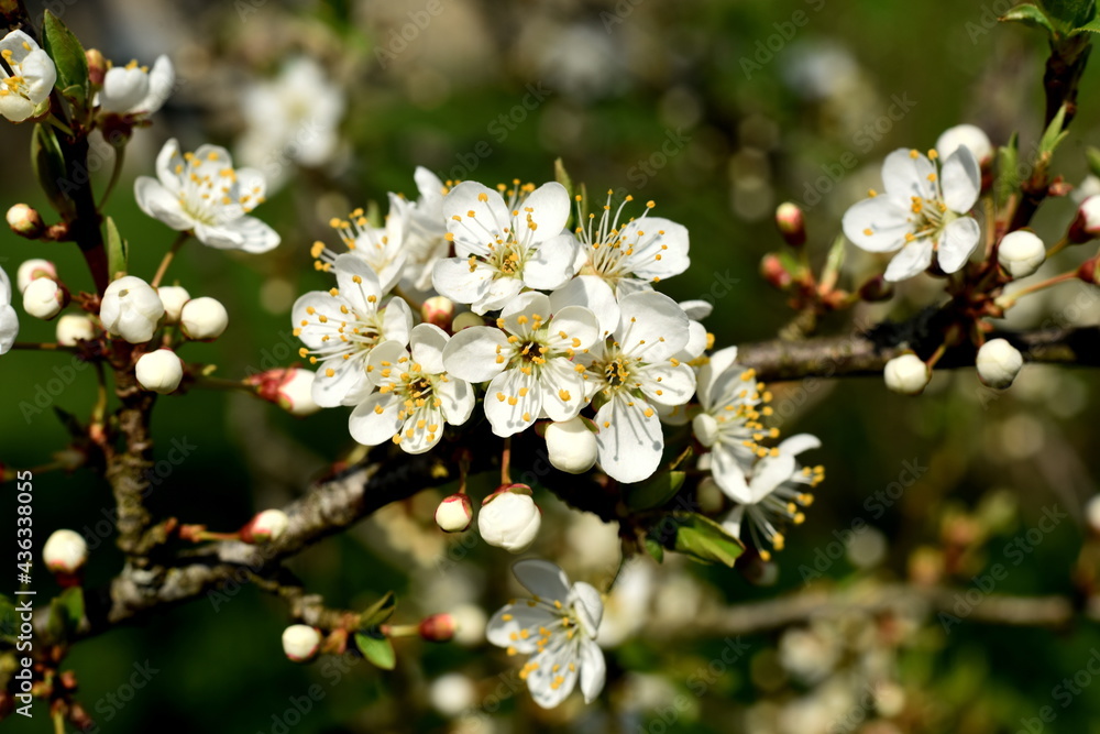 White flowers of the cherry blossoms on a spring day in the garden White flowers of the cherry blossoms on a spring day in the garden