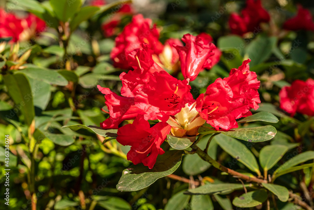 Red rhododendron blooming in bright sunny spring day. Blood red rhododendron flowers. Close up photo of stunning red rhododendron. Red rhododendron blooming in bright sunny spring day. Blood red rhododendron flowers. Close up photo of stunning red rhododendron.