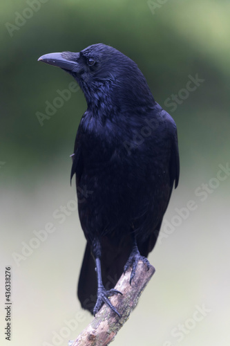 Corneille noire Corvus corone perch  e en viue rapproch  e