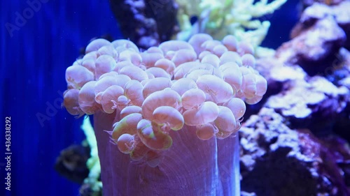 Close up shot of bubble coral in a beautiful underwater Aquarium photo