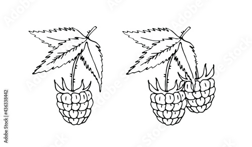 Raspberry. Fruit illustration for farm market menu, recipe, summer menu, invitations, posters, stickers and seasonal design. 