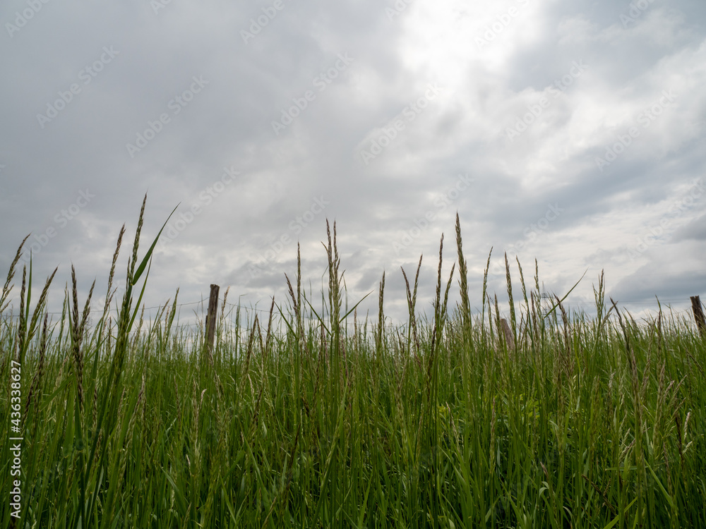 tall grass in the field
