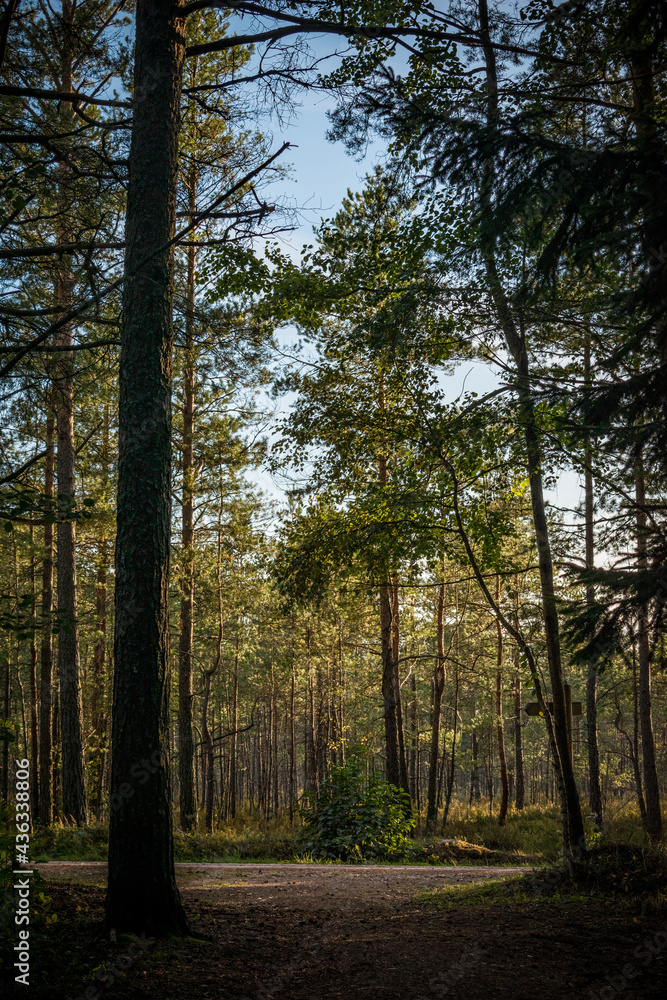 Naklejka premium Moody forest trail in the Kemeri National Park near Jurmala, Latvia