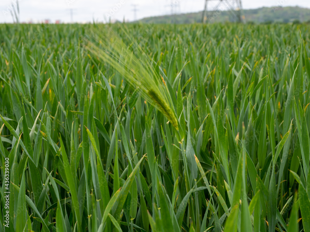 young green ear of wheat young green ear of wheat