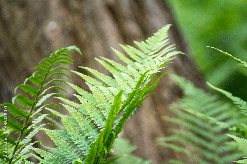 green leaves of ferns against the background of green nature