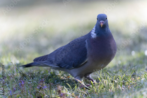 Pigeon ramier Columba palumbus en vue rapprochée © denis