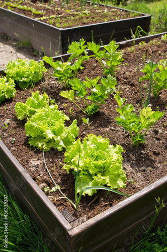 Wooden vegetable bed box with soil in the home garden. Ecology and homegrowing concept.