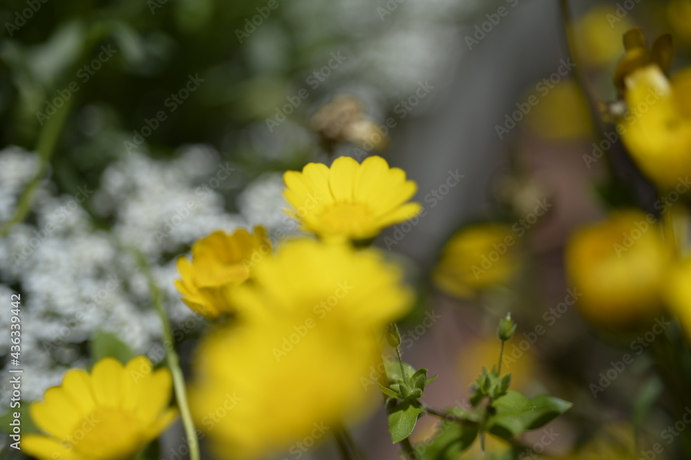 黄色の花 黄色の花