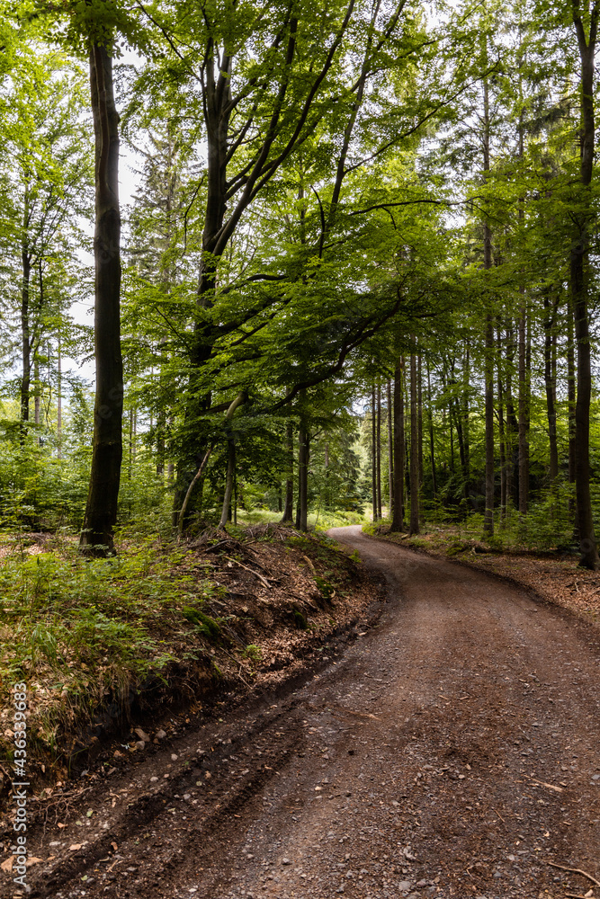 Long mountain trail in forest in Walbrzych Mountains at cloudy day Long mountain trail in forest in Walbrzych Mountains at cloudy day