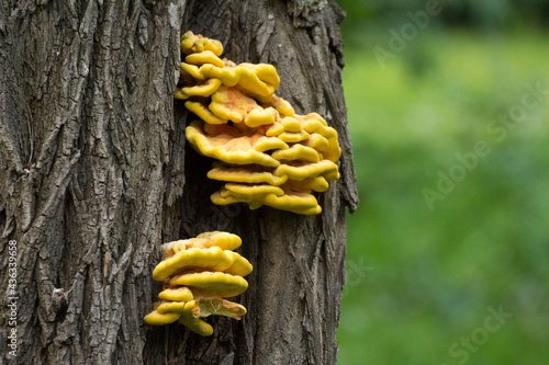 yellow hub grows on the bark of a tree