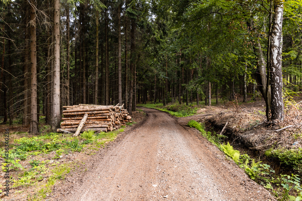 Long mountain trail in forest in Walbrzych Mountains at cloudy day Long mountain trail in forest in Walbrzych Mountains at cloudy day