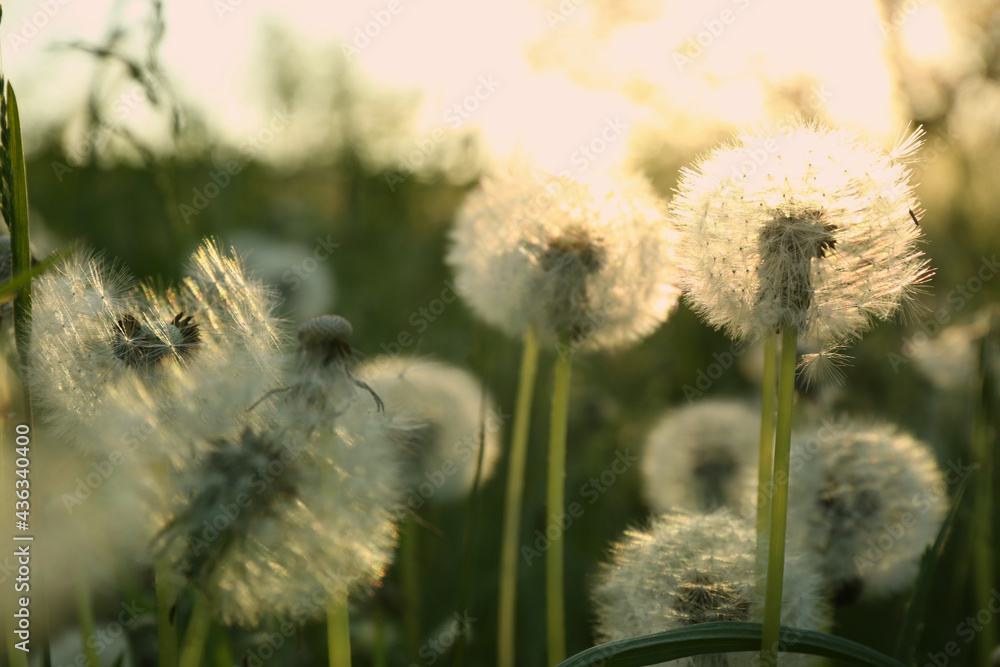 Obraz premium Beautiful fluffy dandelions growing outdoors on sunny day. Meadow flowers