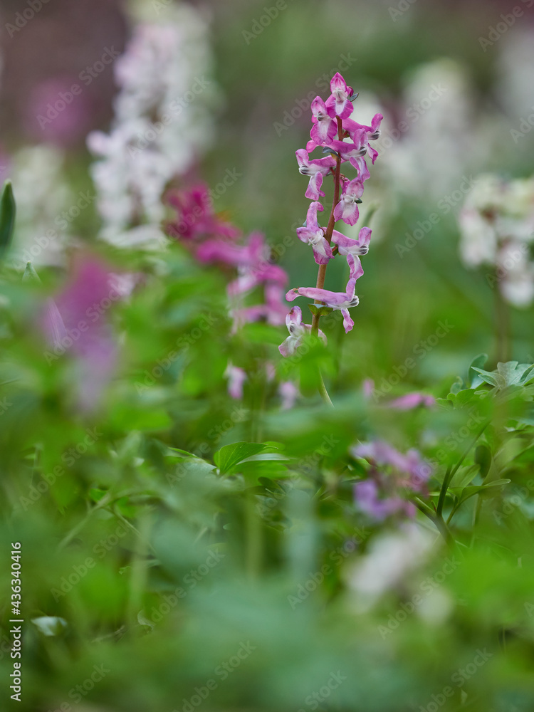 Hohle Lerchensporn, Corydalis cava, Hohlknolliger Lerchensporn Hohle Lerchensporn, Corydalis cava, Hohlknolliger Lerchensporn