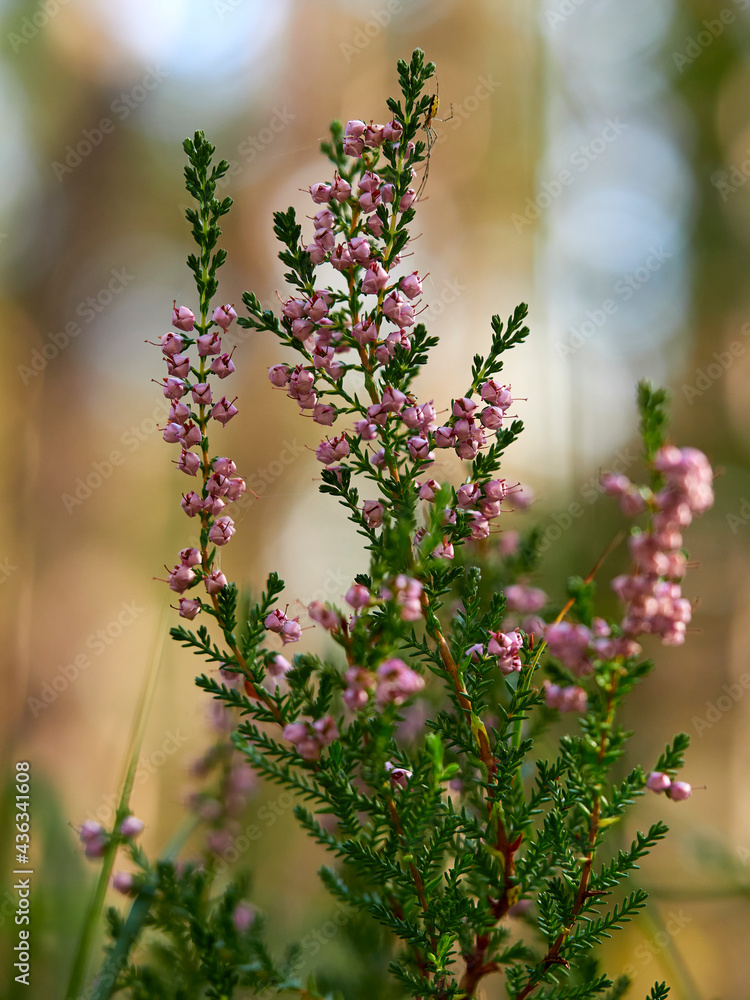 Besenheide, Calluna vulgaris Besenheide, Calluna vulgaris
