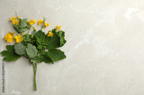 Celandine with beautiful yellow flowers on grey table  flat lay. Space for text