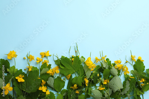 Celandine with beautiful yellow flowers on light blue background  flat lay. Space for text